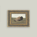 Framed art print of a bison resting in a grassy field on a plain background