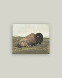 Canvas print of a bison in a natural setting on a light gray background