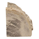 Close-up of a textured Petrified Wood on a white background