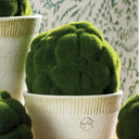 Green textured plant in a white pot with a visible brand logo, against a patterned background.